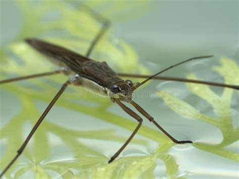 P7110008 Close-up of a Water Strider, Gerridae, on Water with Plants ...