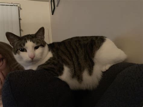 how do you frog overweight without vet 2