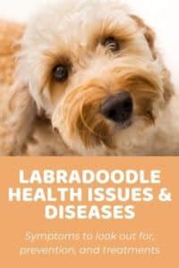 Labradoodle Health Issues And Diseases: An Overview [2022]