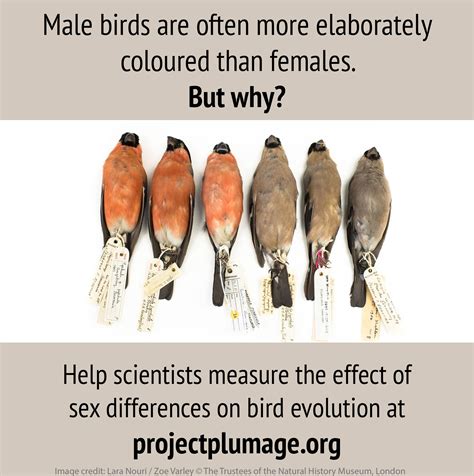 sexual selection birds