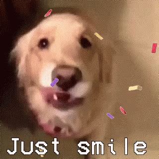 Smiling Dog GIF - Smiling Dog Animals - Discover & Share GIFs