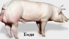 Свинина оптом, купить мясо свинины, мясо свинины цена