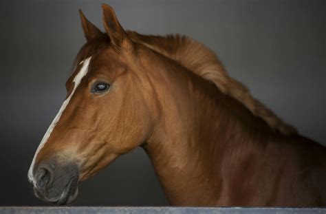 inilah ciri ciri kuda  perlu kamu ketahui gramedia literasi