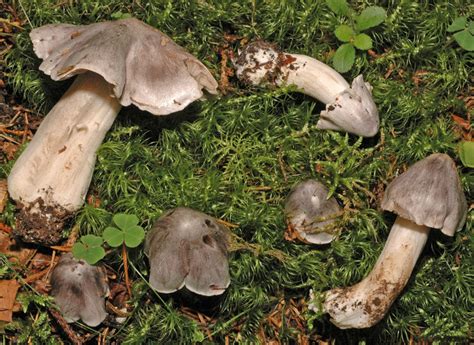 Fungus Gallery :: Tricholoma :: NIKB1808
