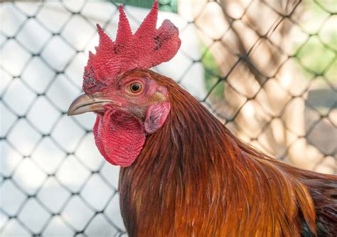 chicken information animal facts  chickens julal