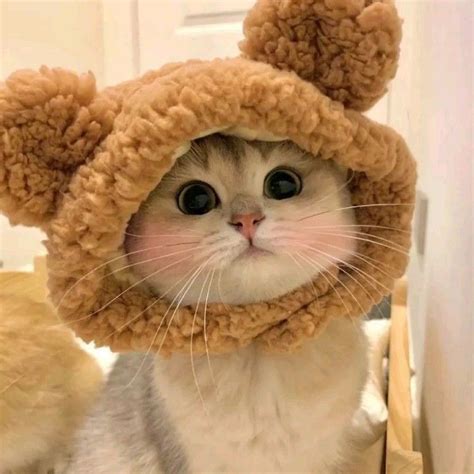 น่ารักไหมᰔᩚ | Sevimli yavru kediler, Şirin kedi, Bebek kedi