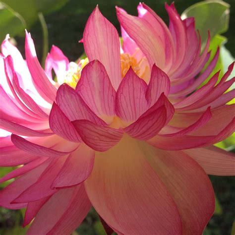 Raidho's Journey | Lexington KY