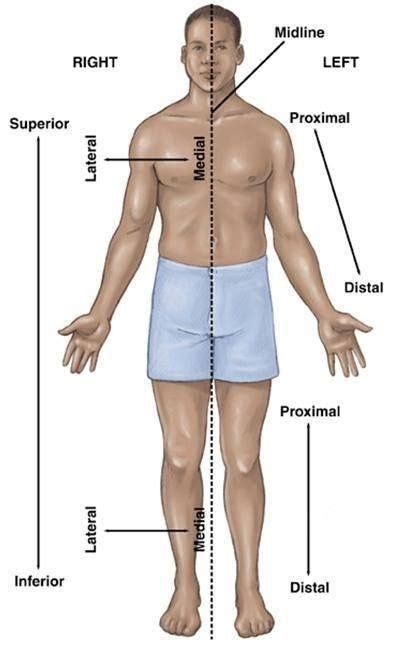 Proximal Vs Distal Anatomy - Map Of Body