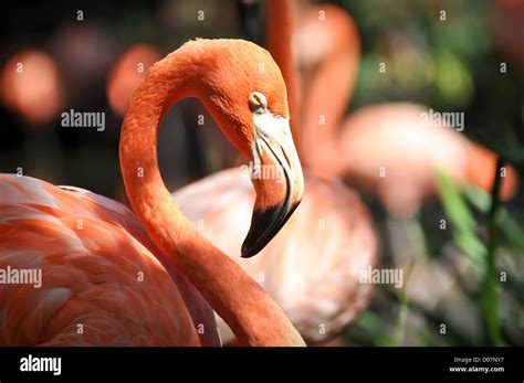 Beautiful and Graceful Pink Flamingo Stock Photo - Alamy