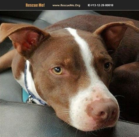 Cody! Adoptable Boston Terrier x Pit Bull mix dog #southsidestreetdogs ...