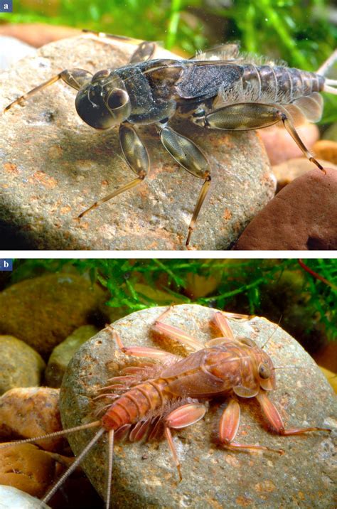 Kérészek – Ephemeroptera