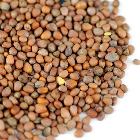 Radish Seeds Radish Seed Pod Info Can You Save Seeds From Radish