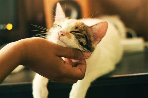how to make cats like you