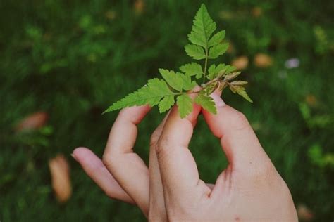 leaf   home learning coolorg