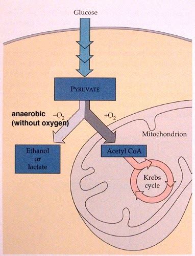 anaerobic   level biologist  hub