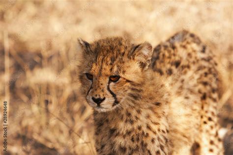 Cheetah Cub In The Wild Stock Photo | Adobe Stock