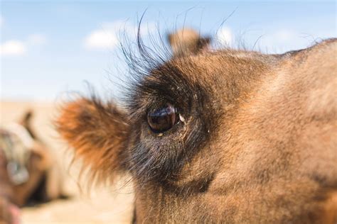 Camel Eye | Copyright-free photo (by M. Vorel) | LibreShot