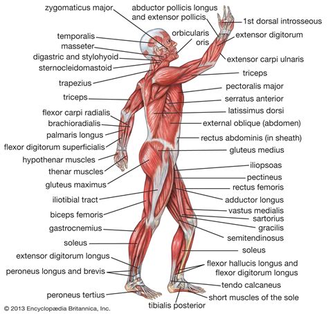 Human muscle system | Functions, Diagram, & Facts | Britannica