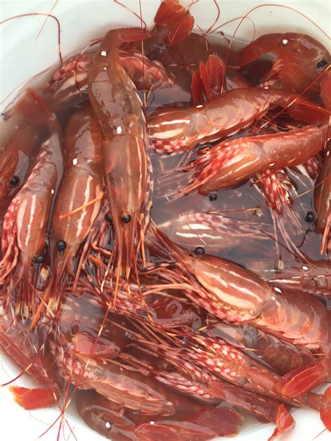personal  sport shrimp pot fisheries remain closed  tenakee inlet