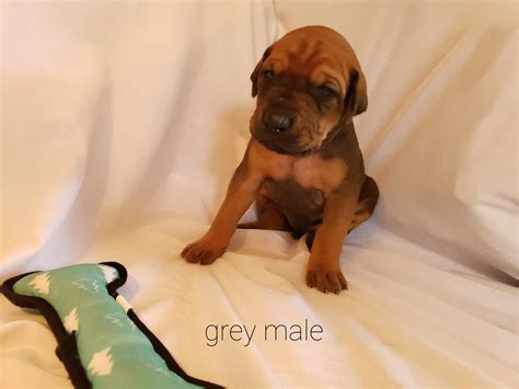 Doberdane Puppies Past Litter – Heartland Kennels