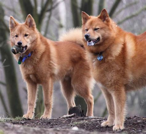 Shiba Inu vs Finnish Spitz - Breed Comparison | MyDogBreeds