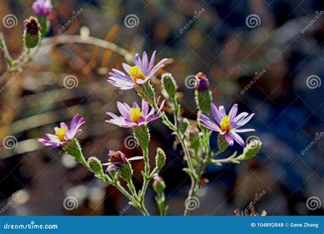 Laguna Mountains Aster, Sunflower, Laguana Moutain Stock Photo - Image ...