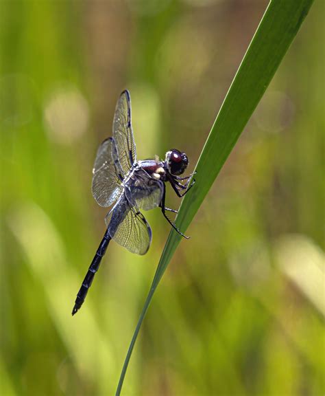 Bar-winged Skimmer dragonflies | Mike Powell