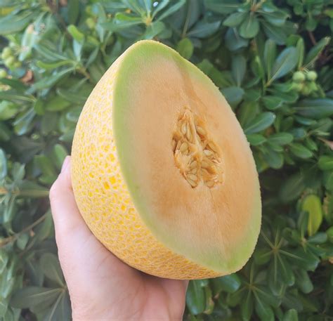 Orange Honeydew Melon