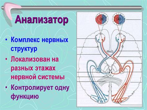 Органы чувств - презентация онлайн