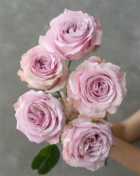 love pink rose flower images  flower site