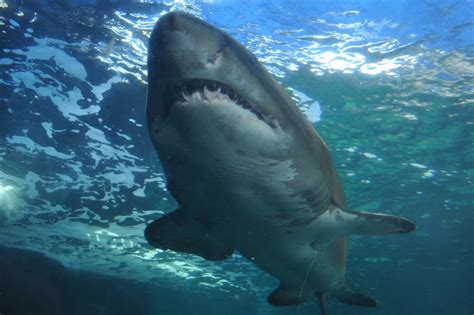 Shark Sea Ocean · Free photo on Pixabay