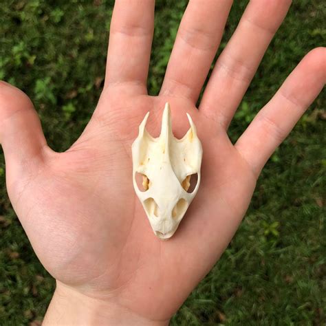 Softshell Turtle Skull - OddArticulations