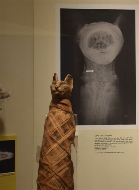 Carnegie Museum Of Natural History — Ancient Egyptian Cat Mummies