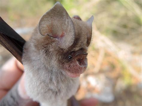 Asian Bat Species