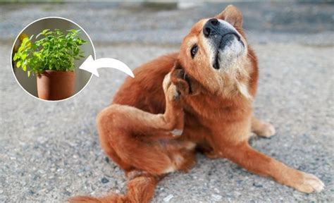 Hortelã Faz Mal Para Cachorro - Hortelã: como usar, todos os benefícios e receitas - Minha Vida