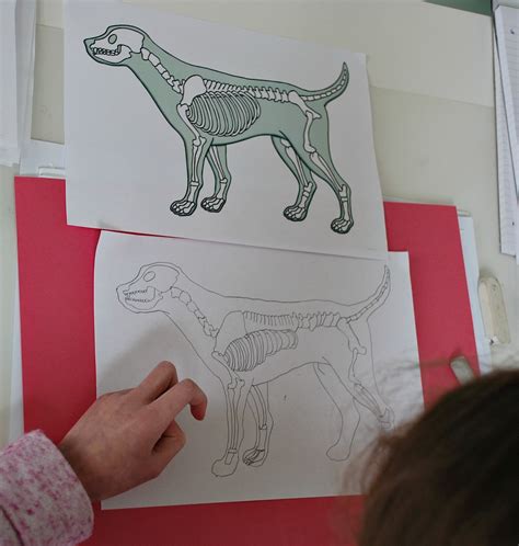 Animal Skeletons | ofamily learning together