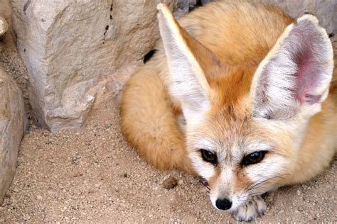 Fennec Fox Facts, Pictures Information: African Desert Fox, 40% OFF