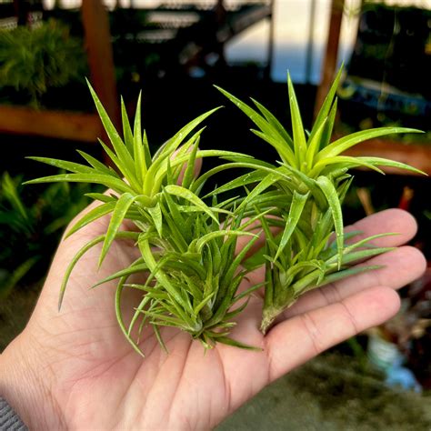 Neglecta Giant Form (Minimum Order 5) – Bulk Air Plants