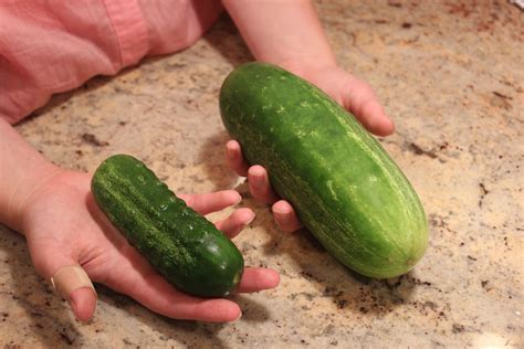 Pine Needle Tea: Big Pickling Cucumber vs Normal Size Pickling Cucumber