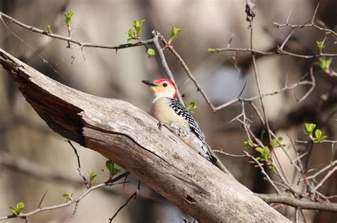 Nature Fauna Wildlife - Free photo on Pixabay - Pixabay