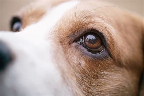 Dog Eye Stye: Symptoms and Treatment Options | Great Pet Care