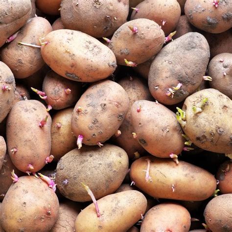 Is it safe to eat sprouted potatoes here s what experts say – Artofit