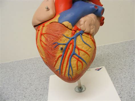 anterior external heart diagram quizlet
