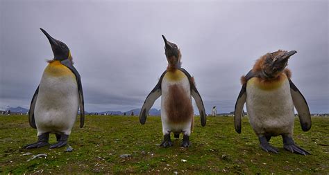Фотографии диких животных Сергея Кокинского