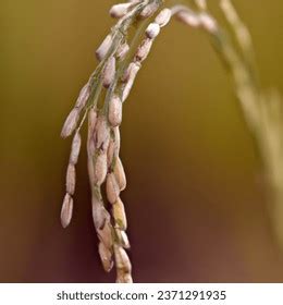 Outdoor Photo Oryza Sativa Rice Natural AI-generated image 2371291935 ...