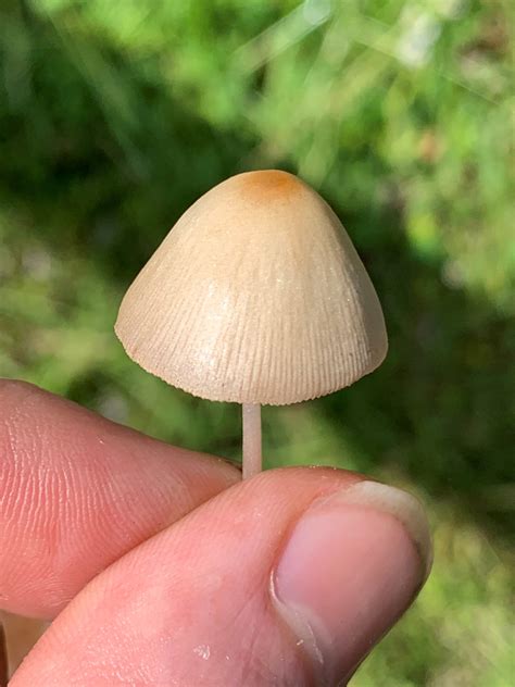 Conocybe Apala (Milky Cone Cap) - Mushrooms of CT