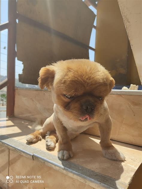 perrito tierno photo gratuite sur pixabay pixabay