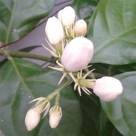 wow  gambar bunga melati kuncup gambar bunga indah