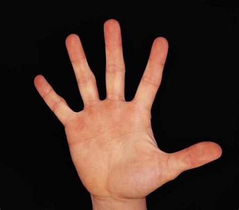 Image of a Hand: A Collection of High-Quality Hand Images