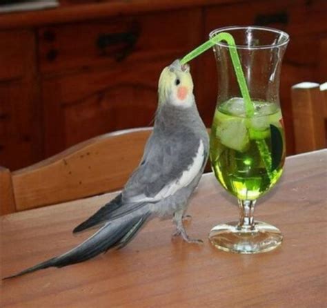 Bird drinking green juice Memes - Imgflip